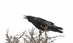 _DSC0185 (Common Raven)